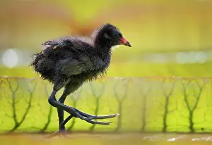 Nymphaeaceae: Common moorhen (Gallinula chloropus), young animal