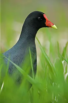 Moorhens: Common Moorhen - Male