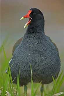 Moorhens: Common Moorhen Male
