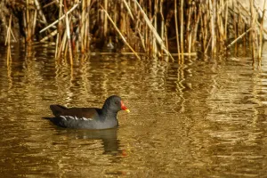 Negro: Common Moorhen - on marsh - Castilla la Mancha, Spain