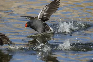 Negro: Common Moorhen - on marsh - Castilla la Mancha, Spain