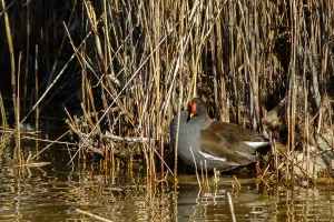 Castile: Common Moorhen - on marsh - Castilla la Mancha, Spain