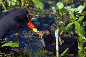 Moorhen: Common Moorhen Mother & Chick