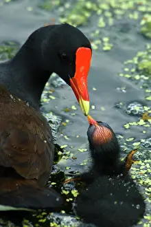 Chloropus: Common Moorhen mother with chick