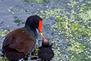Chloropus: Common Moorhen mother with chick