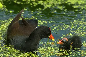 Chloropus: Common Moorhen mother with chick