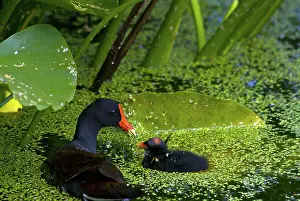 Chloropus: Common Moorhen mother with chick