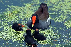 Chloropus: Common Moorhen mother with chicks