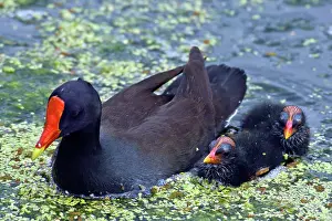 Chloropus: Common Moorhen mother with chicks