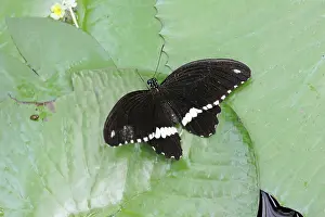 Pads: Common Mormon - butterfly resting on waterlily pads
