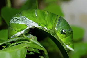 Larva: Common Mormon Caterpillar