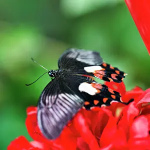 Swallowtail: Common mormon (papilio polytes) on a red flower