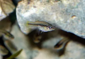 Affinis: Common Mosquito Fish - Fresh and brackinsh waters