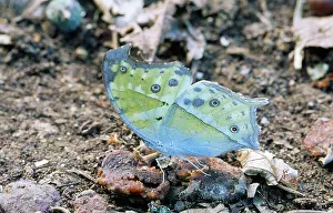 Pearls: Common Mother of Pearl Butterfly