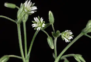Chickweed: Common mouse-ear