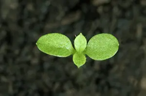 Chickweed: Common mouse-ear chickweed
