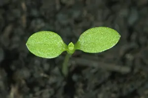 Germinating: Common mouse-ear chickweed