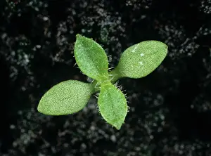 Cotyledon: Common mouse-ear seedling