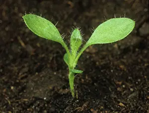 Weed: Common mouse-ear seedling