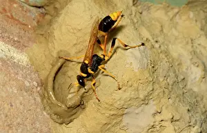 Paralysed: Common mud-dauber wasp - female adding cell to