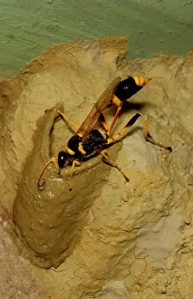 Paralysed: Common mud-dauber wasp - female adding cell to