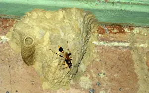 Paralysed: Common mud-dauber wasp - female building nest