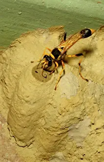 Closing: Common mud-dauber wasp - female closing a cell