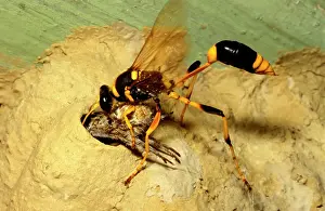 Larder: Common mud-dauber wasp - female storing a paralysed