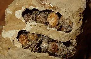 Paralysed: Common mud-dauber wasp - nest cell opened to show
