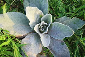 Rosette: Common mullein
