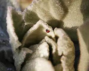 Mullein: Common mullein