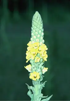 Mullein: COMMON MULLEIN-FLOWER HEAD