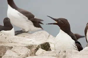 Murre: Common Murre
