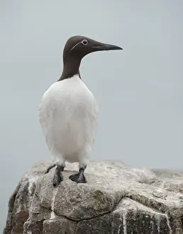 Murre: Common Murre