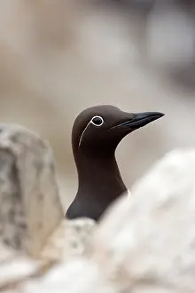 Murre: Common Murre