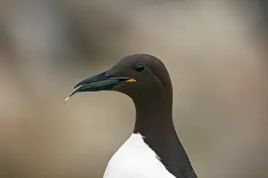Murre: Common Murre