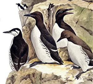 Murre: Common Murre