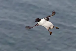 Murre: Common Murre