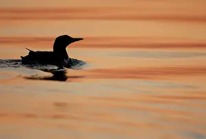 Flatanger: Common Murre