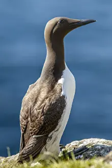 Murre: Common Murre - adult bridled (mutation of color
