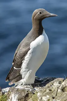 Mutation: Common Murre - adult bridled (mutation of color