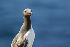 Mutation: Common Murre - adult bridled (mutation of color