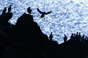 Murre: Common Murre - colony on cliffs - Scotland, United Kingdom