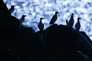 Murre: Common Murre - colony on cliffs - Scotland, United Kingdom