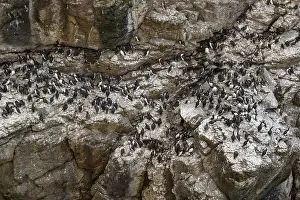 Murre: Common Murre - colony on cliffs - Scotland, United Kingdom