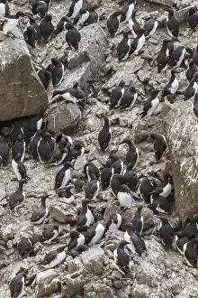 Murre: Common Murre - colony on cliffs - Scotland, United Kingdom