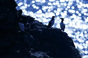 Murre: Common Murre - colony on cliffs - Scotland, United Kingdom