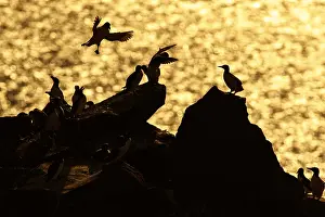 Murre: Common Murre - colony on cliffs - Scotland, United Kingdom