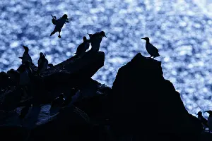 Murre: Common Murre - colony on cliffs - Scotland, United Kingdom