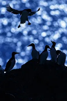 Murre: Common Murre - colony on cliffs - Scotland, United Kingdom